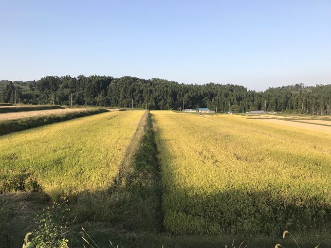 米栽培
